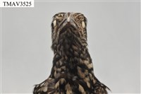 噪鵑藏品圖，第8張